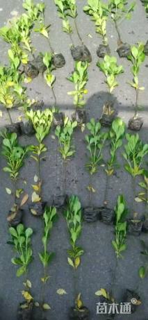 高度40厘米海桐小苗
