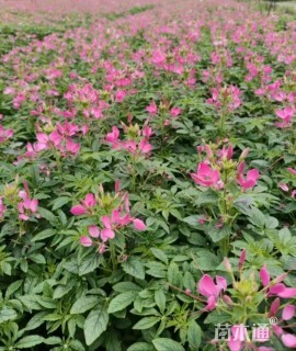 高度15厘米醉蝶花