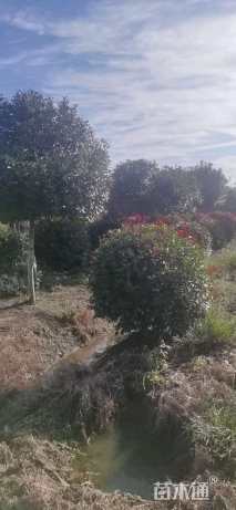 冠幅200厘米红叶石楠球