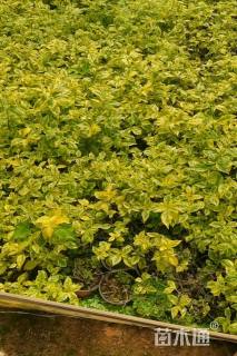 高度35厘米花叶连翘