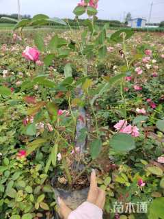 高度40厘米月季