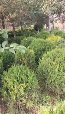 冠幅80厘米刺柏球