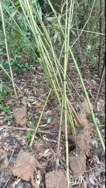 地栽苗早园竹