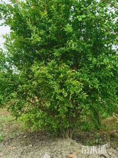 高度250厘米丛生花石榴