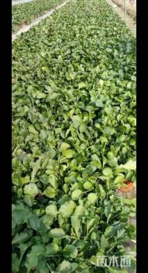 高度25厘米大滨菊