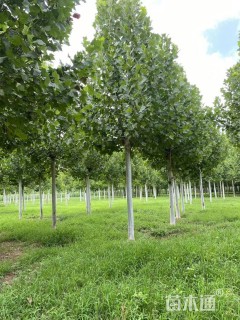 20公分速生法桐