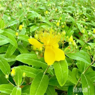 高度70厘米金丝桃小苗