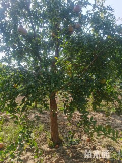 高度2500厘米石榴