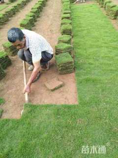 草块状马尼拉草