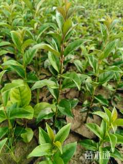 0.4公分大叶女贞