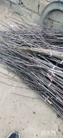 高度70厘米玉露香梨