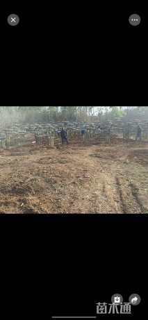 10公分对节白蜡