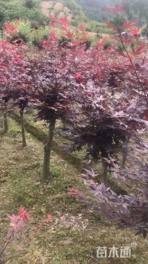 高度100厘米三季红红枫