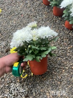 高度30厘米菊花