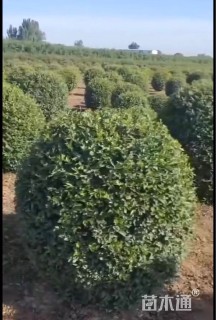 冠幅130厘米大叶黄杨球