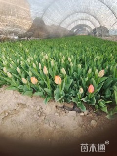 高度20厘米郁金香