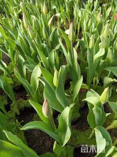 高度25厘米郁金香