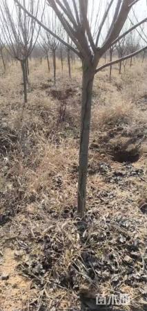 6公分中国红樱花