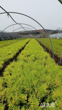 高度35厘米亮晶女贞小苗