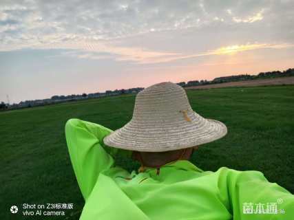 草卷状百慕大草