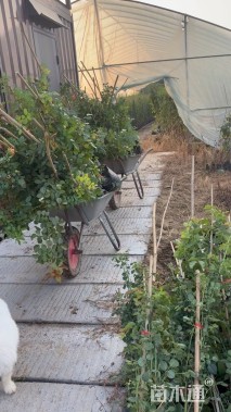 120厘米藤本月季