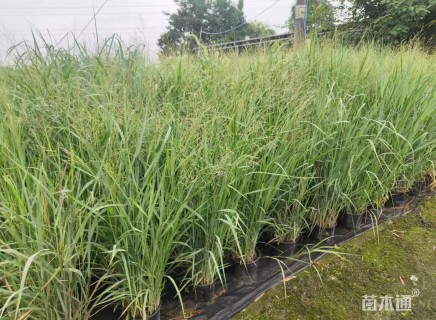 高度40厘米柳枝稷