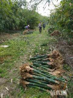 地栽苗麻竹