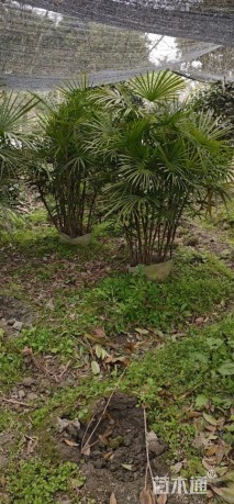 裸干高50厘米矮棕竹细叶棕竹大杯