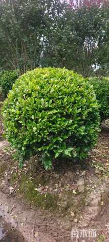 冠幅80厘米金森女贞球