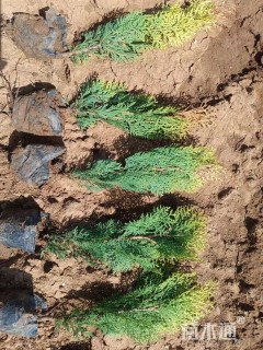 高度35厘米洒金柏