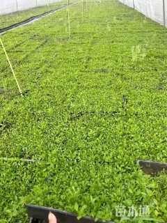 高度40厘米姬岩垂草