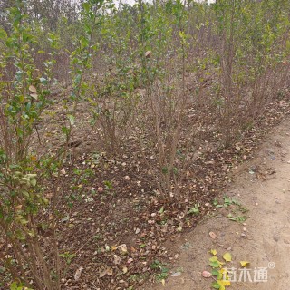 高度380厘米石榴