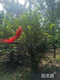 高度200厘米丛生紫薇