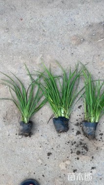 高度30厘米常绿萱草