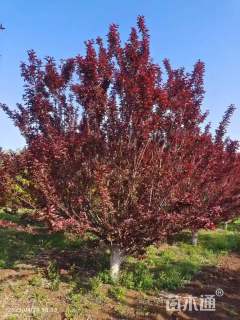 13公分紫叶矮樱