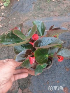 高度25厘米四季海棠