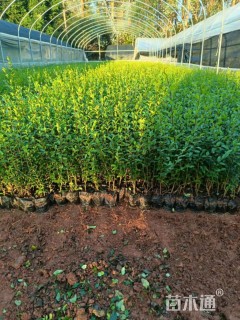 高度30厘米小叶女贞小苗