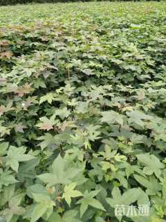 高度80厘米枫香小苗