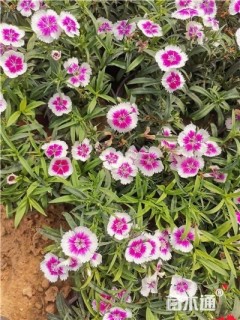 高度20厘米石竹