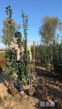 高度1.8厘米北海道黄杨