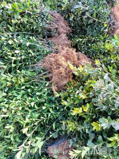 高度50厘米大叶黄杨