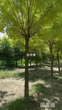 10公分黄金槐