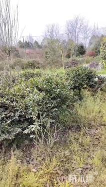 高度60厘米茶梅