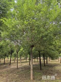 15公分国槐
