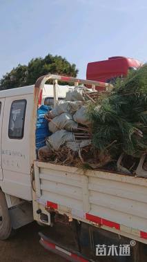 高度40厘米黑松