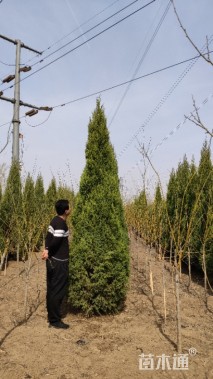 高度350厘米桧柏