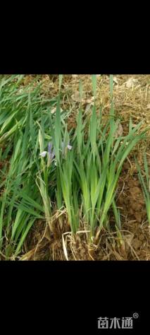 高度20厘米马兰头