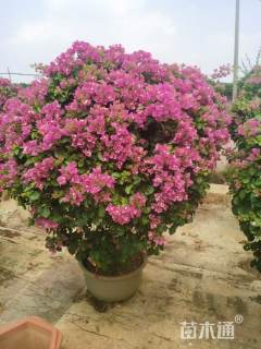 冠幅100厘米同安红三角梅球