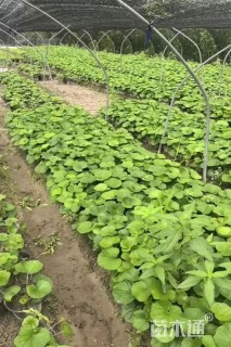 高度15厘米大吴风草