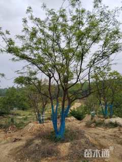 60公分(5杆)丛生黄连木